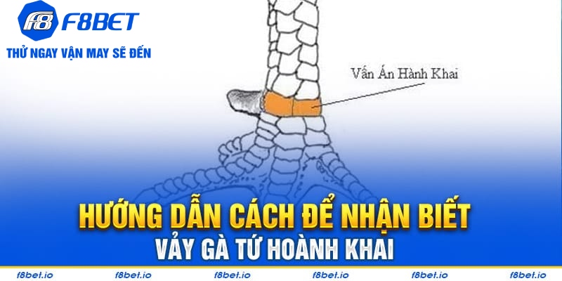 Vảy Gà Tứ Hoành Khai Và Những Điều Cần Biết 2026 - CLYVO.BLOG