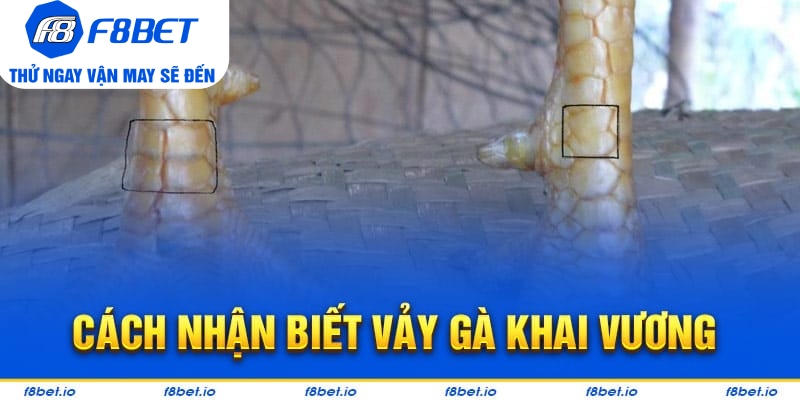 Bật Mí Vảy Gà Khai Vương Và Cách Nhận Biết Chúng Ra Sao? - CLYVO.BLOG