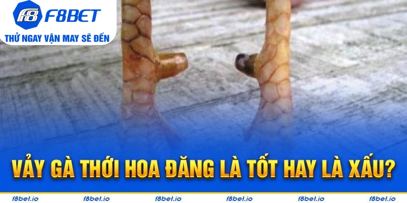 Vảy Gà Thới Hoa Đăng - Bí Kíp Lựa Chiến Kê Tốt F8bet - CLYVO.BLOG