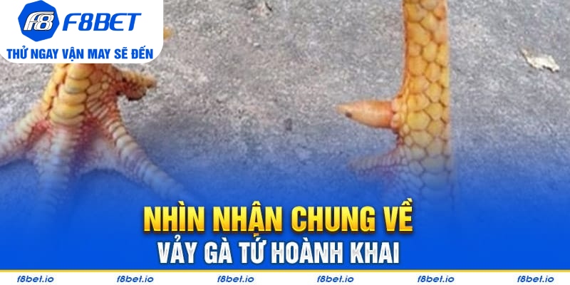 Vảy Gà Tứ Hoành Khai Và Những Điều Cần Biết 2026 - CLYVO.BLOG