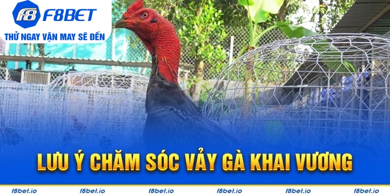 Bật Mí Vảy Gà Khai Vương Và Cách Nhận Biết Chúng Ra Sao? - CLYVO.BLOG