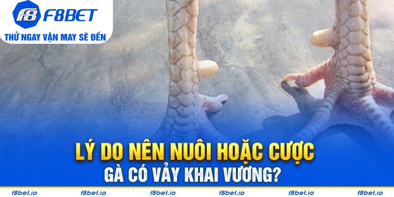 Bật Mí Vảy Gà Khai Vương Và Cách Nhận Biết Chúng Ra Sao? - CLYVO.BLOG