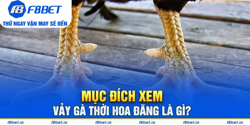 Vảy Gà Thới Hoa Đăng - Bí Kíp Lựa Chiến Kê Tốt F8bet - CLYVO.BLOG