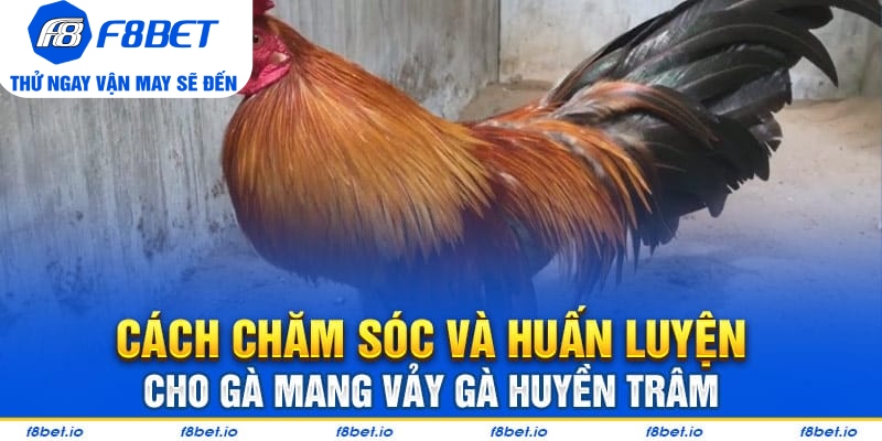 Vảy Gà Huyền Trâm – Cách Xem Cực Chuẩn Cho Người Mới - CLYVO.BLOG