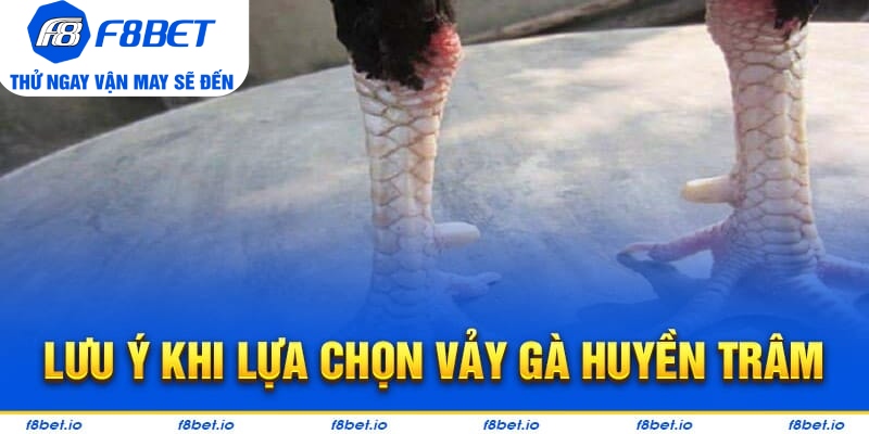 Vảy Gà Huyền Trâm – Cách Xem Cực Chuẩn Cho Người Mới - CLYVO.BLOG