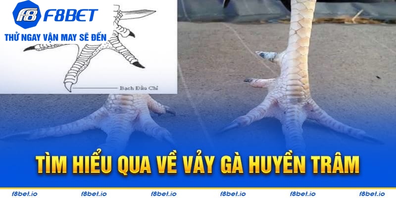 Vảy Gà Huyền Trâm – Cách Xem Cực Chuẩn Cho Người Mới - CLYVO.BLOG