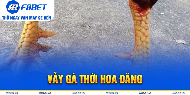 Vảy Gà Thới Hoa Đăng - Bí Kíp Lựa Chiến Kê Tốt F8bet - CLYVO.BLOG