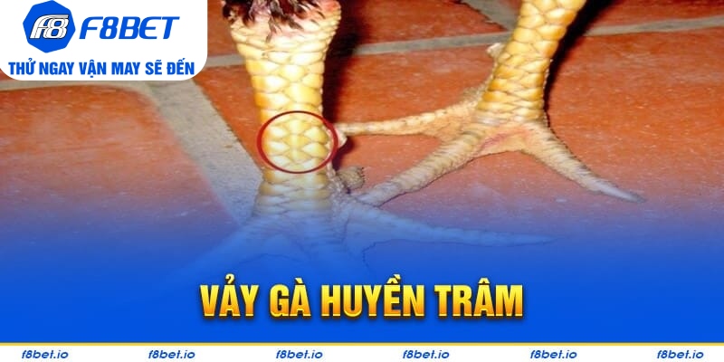 Vảy Gà Huyền Trâm – Cách Xem Cực Chuẩn Cho Người Mới - CLYVO.BLOG