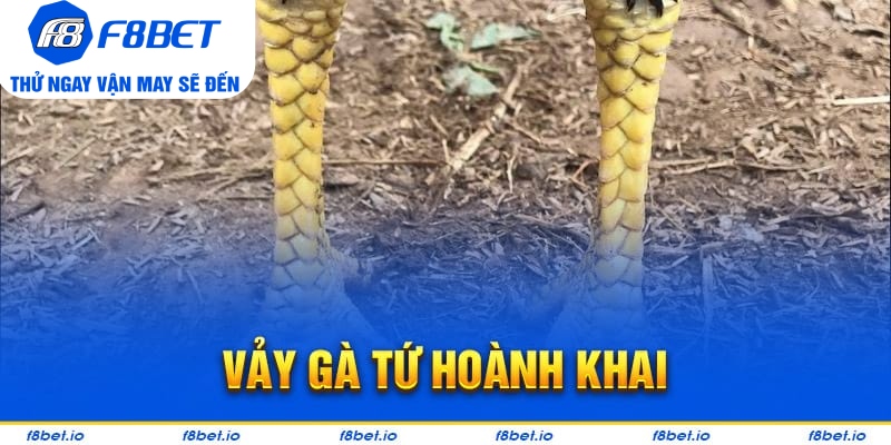 Vảy Gà Tứ Hoành Khai Và Những Điều Cần Biết 2026 - CLYVO.BLOG