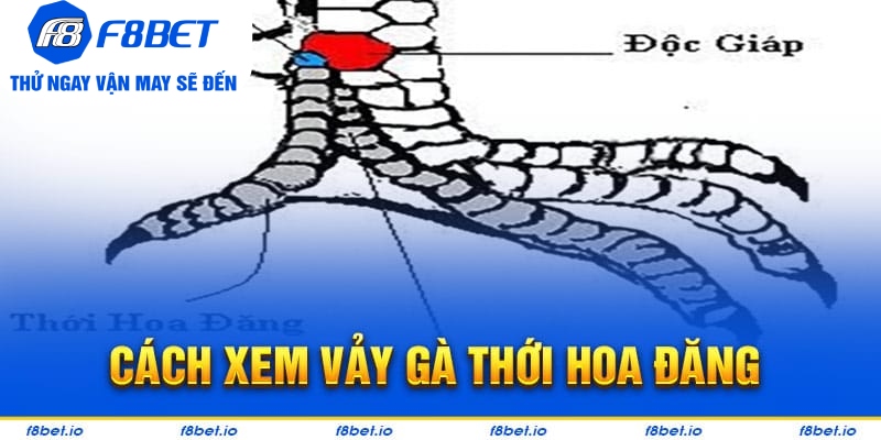 Vảy Gà Thới Hoa Đăng - Bí Kíp Lựa Chiến Kê Tốt F8bet - CLYVO.BLOG