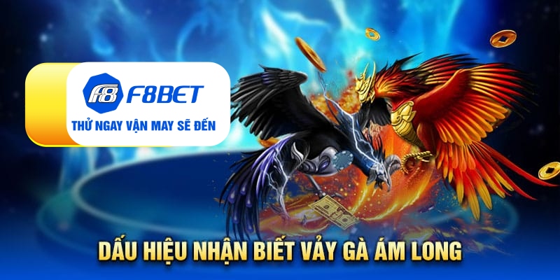 Vảy gà ám long - Đặc điểm nhận biết linh kê quý hiếm - CLYVO.BLOG