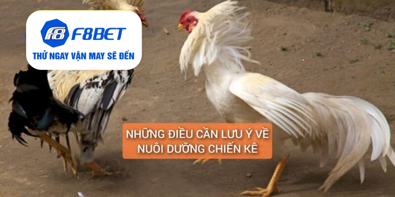 Gà Chân Lông Vảy Loạn Là Gì? Cách Nuôi Dưỡng Huấn Luyện - f8bet - CLYVO.BLOG