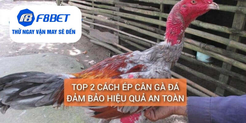 Top 2 Cách Ép Cân Gà Đá Đảm Bảo Gà Vẫn Khỏe Và Săn Chắc - f8bet - CLYVO.BLOG