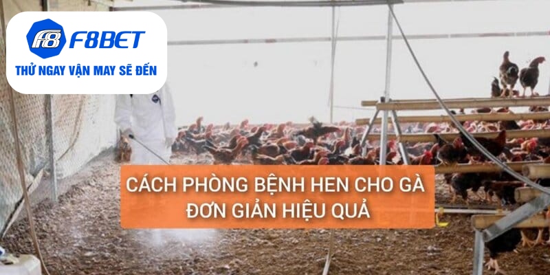 Chữa Bệnh Hen Ở Gà Điều Trị Dứt Điểm Trong 5 Ngày - f8bet - CLYVO.BLOG