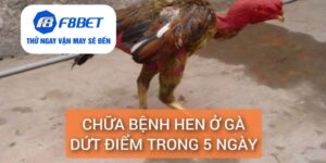 Đá Gà F8bet | Sảnh Cược Gà Đá Uy Tín Cho Các Kê Thủ - CLYVO.BLOG