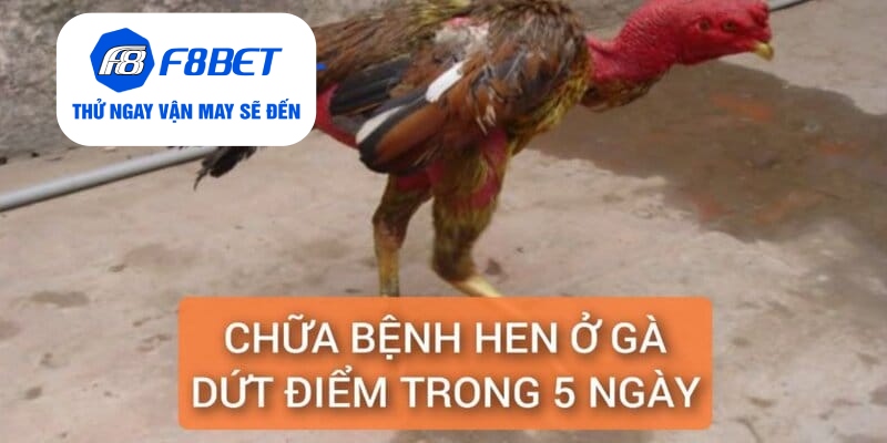 Chữa Bệnh Hen Ở Gà Điều Trị Dứt Điểm Trong 5 Ngày - f8bet - CLYVO.BLOG