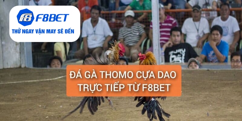 Đá Gà Thomo Cựa Dao Trực Tiếp Từ F8BET Gay Cấn, Hấp Dẫn - f8bet - CLYVO.BLOG