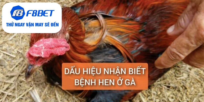 Chữa Bệnh Hen Ở Gà Điều Trị Dứt Điểm Trong 5 Ngày - f8bet - CLYVO.BLOG