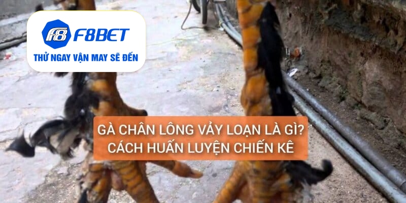 Gà Chân Lông Vảy Loạn Là Gì? Cách Nuôi Dưỡng Huấn Luyện - f8bet - CLYVO.BLOG