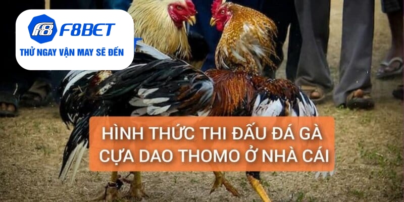 Đá Gà Thomo Cựa Dao Trực Tiếp Từ F8BET Gay Cấn, Hấp Dẫn - f8bet - CLYVO.BLOG