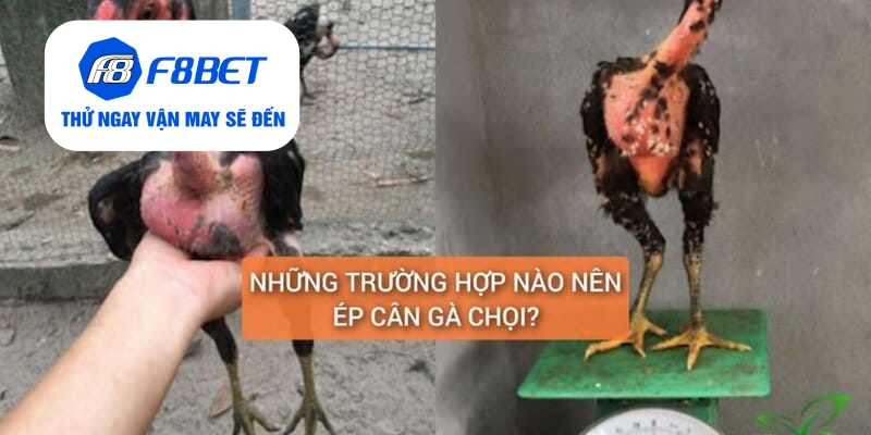 Top 2 Cách Ép Cân Gà Đá Đảm Bảo Gà Vẫn Khỏe Và Săn Chắc - f8bet - CLYVO.BLOG