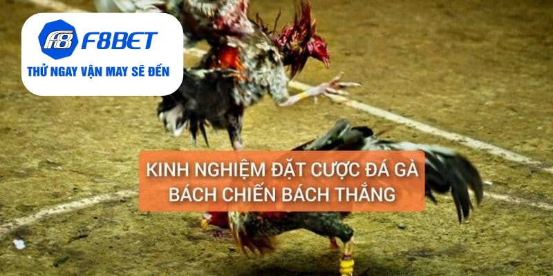 Đá Gà Thomo Cựa Dao Trực Tiếp Từ F8BET Gay Cấn, Hấp Dẫn - f8bet - CLYVO.BLOG