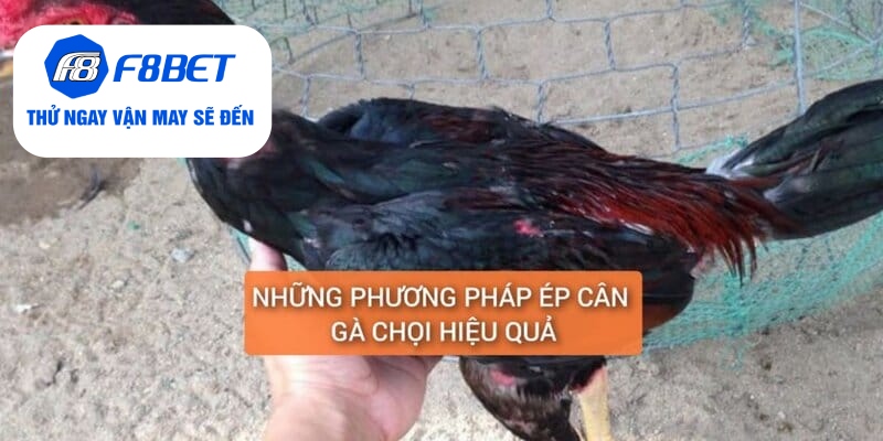 Top 2 Cách Ép Cân Gà Đá Đảm Bảo Gà Vẫn Khỏe Và Săn Chắc - f8bet - CLYVO.BLOG