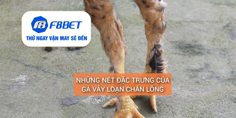 Gà Chân Lông Vảy Loạn Là Gì? Cách Nuôi Dưỡng Huấn Luyện - f8bet - CLYVO.BLOG