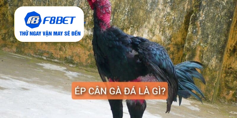 Top 2 Cách Ép Cân Gà Đá Đảm Bảo Gà Vẫn Khỏe Và Săn Chắc - f8bet - CLYVO.BLOG