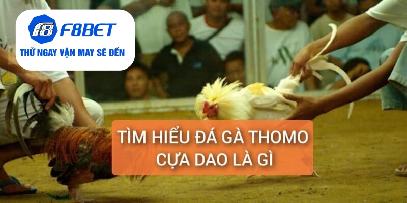 Đá Gà Thomo Cựa Dao Trực Tiếp Từ F8BET Gay Cấn, Hấp Dẫn - f8bet - CLYVO.BLOG