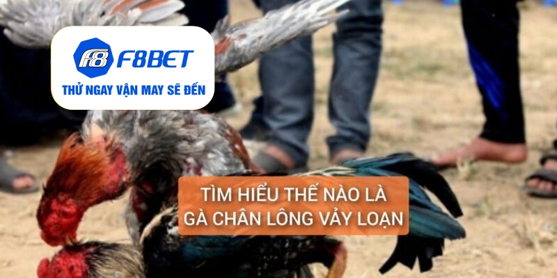 Gà Chân Lông Vảy Loạn Là Gì? Cách Nuôi Dưỡng Huấn Luyện - f8bet - CLYVO.BLOG