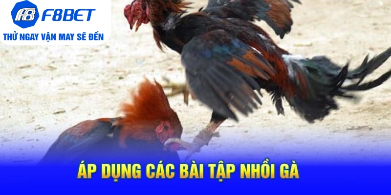 Cách Tập Lực Cho Gà Chọi Siêu Khỏe Và Hiệu Quả  - CLYVO.BLOG
