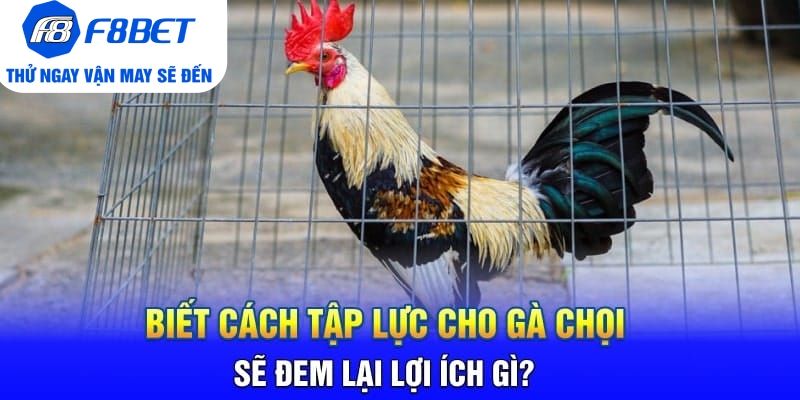 Cách Tập Lực Cho Gà Chọi Siêu Khỏe Và Hiệu Quả  - CLYVO.BLOG