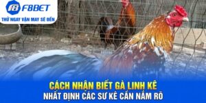 Đá Gà F8bet | Sảnh Cược Gà Đá Uy Tín Cho Các Kê Thủ - CLYVO.BLOG