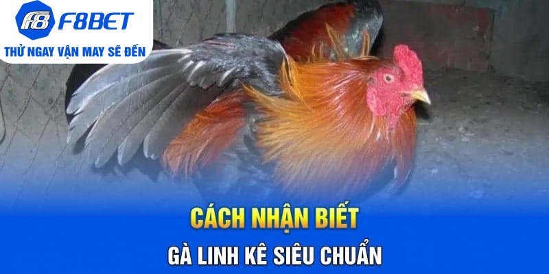 Cách Nhận Biết Gà Linh Kê Nhất Định Các Sư Kê Cần Nắm Rõ - CLYVO.BLOG