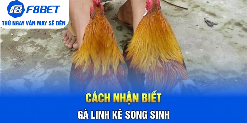 Cách Nhận Biết Gà Linh Kê Nhất Định Các Sư Kê Cần Nắm Rõ - CLYVO.BLOG