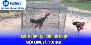 Đá Gà F8bet | Sảnh Cược Gà Đá Uy Tín Cho Các Kê Thủ - CLYVO.BLOG