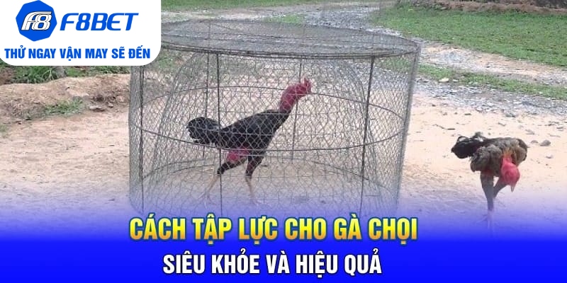 Cách Tập Lực Cho Gà Chọi Siêu Khỏe Và Hiệu Quả  - CLYVO.BLOG