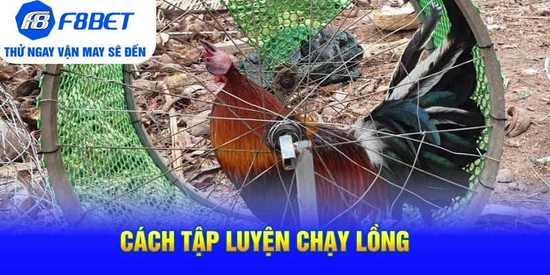 Cách Tập Lực Cho Gà Chọi Siêu Khỏe Và Hiệu Quả  - CLYVO.BLOG
