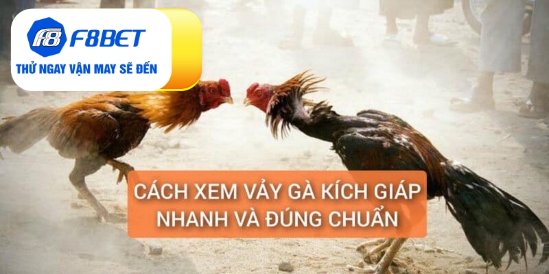 Vảy Gà Kích Giáp Là Gì? Đánh Giá Sức Chiến Đấu Chiến Kê - f8bet - CLYVO.BLOG