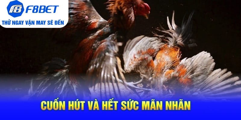 Toàn Bộ Thông Tin Về Đá Gà Cựa Dao Philippines Tại F8BET - CLYVO.BLOG