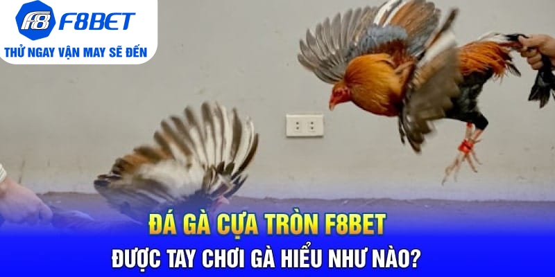 Đá Gà Cựa Tròn F8BET Là Gì? Sảnh Trực Tiếp Gà Hàng Đầu 2026 - CLYVO.BLOG