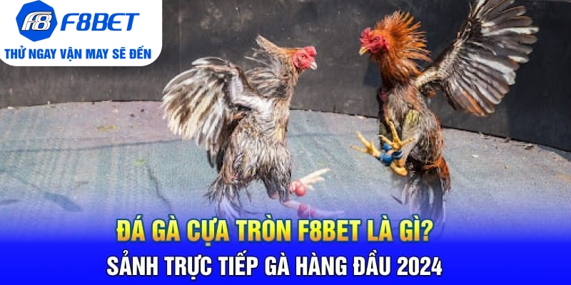 Đá Gà Cựa Tròn F8BET Là Gì? Sảnh Trực Tiếp Gà Hàng Đầu 2026 - CLYVO.BLOG