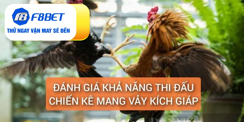 Vảy Gà Kích Giáp Là Gì? Đánh Giá Sức Chiến Đấu Chiến Kê - f8bet - CLYVO.BLOG