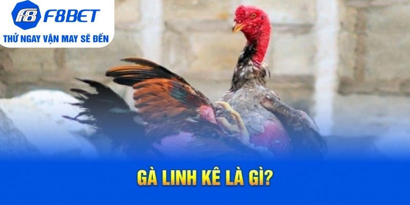 Cách Nhận Biết Gà Linh Kê Nhất Định Các Sư Kê Cần Nắm Rõ - CLYVO.BLOG