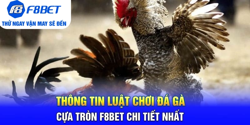 Đá Gà Cựa Tròn F8BET Là Gì? Sảnh Trực Tiếp Gà Hàng Đầu 2026 - CLYVO.BLOG