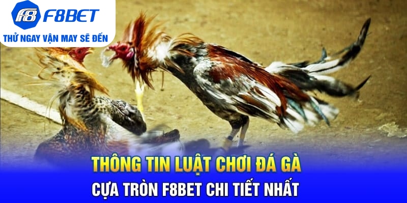 Đá Gà Cựa Tròn F8BET Là Gì? Sảnh Trực Tiếp Gà Hàng Đầu 2026 - CLYVO.BLOG