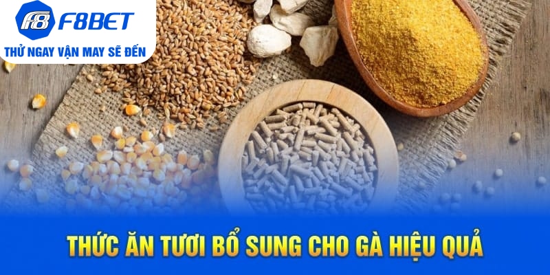 Top 7 Loại Thức Ăn Cho Gà Đá Chất Lượng Trên Thị Trường - CLYVO.BLOG
