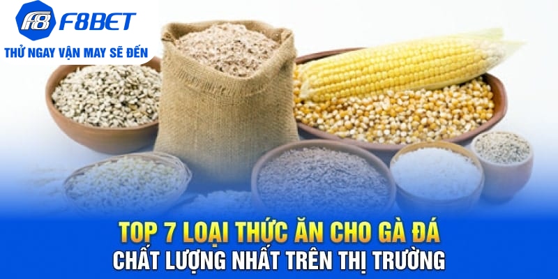 Top 7 Loại Thức Ăn Cho Gà Đá Chất Lượng Trên Thị Trường - CLYVO.BLOG