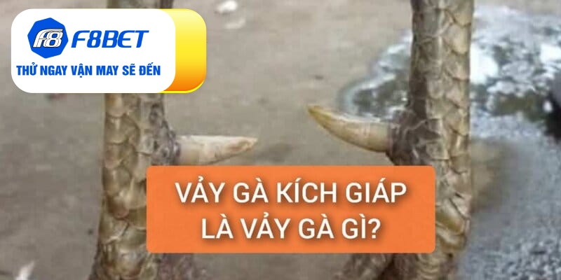 Vảy Gà Kích Giáp Là Gì? Đánh Giá Sức Chiến Đấu Chiến Kê - f8bet - CLYVO.BLOG